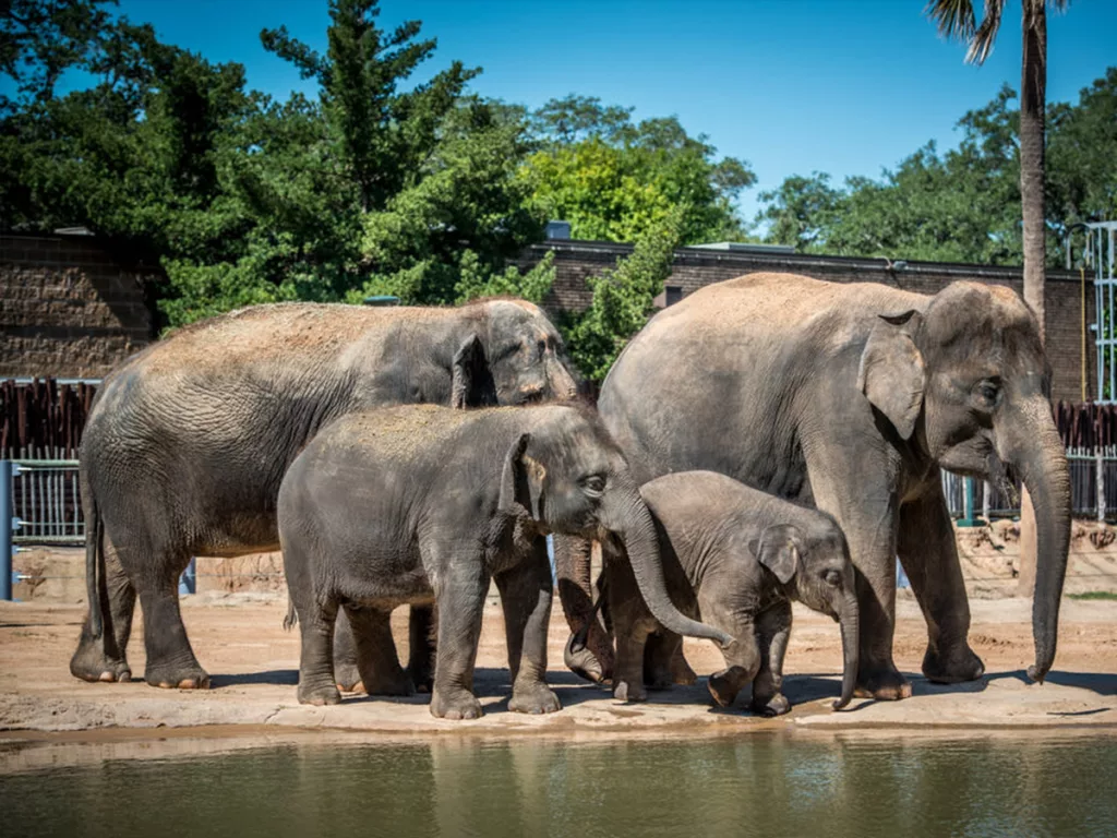 Piney Point, TX 9 Houston Zoo